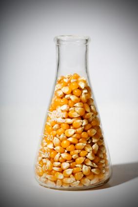 gmo corn