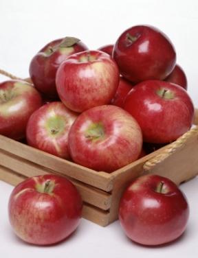 Harvest_Apples.jpg