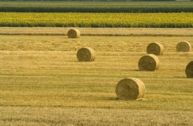 hay bales in field