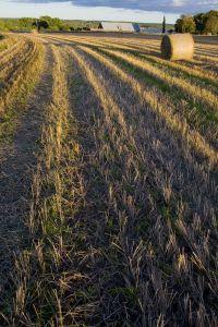hayfield
