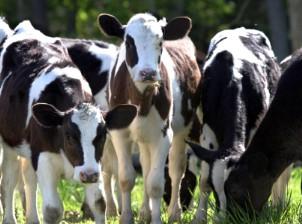 Holstein_Calves_(302_x_224).jpg