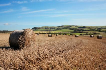 organic hay