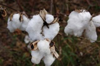 Organic_Cotton_(319_x_212).jpg