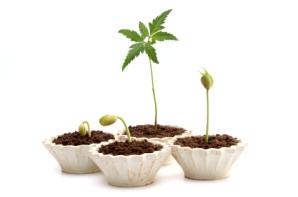 herbs
