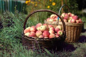 organic apples
