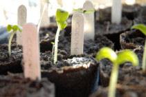plant sprouts