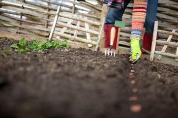 Plantingseeds.jpg