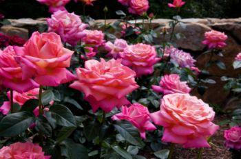 Fish products are great organic foods for your roses.