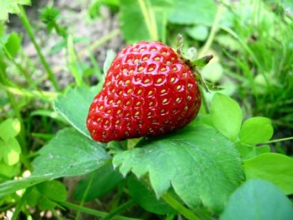 Strawberry and Plant