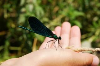 Fold a realistic dragonfly or other animal.