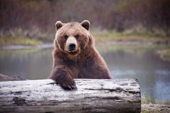 Brown Bear