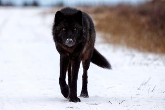 Black Wolf