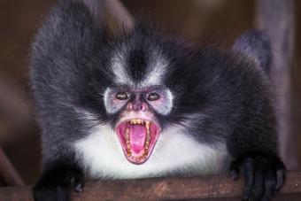 https://cf.ltkcdn.net/paranormal/images/slide/238227-850x567-zombie-monkey.jpg