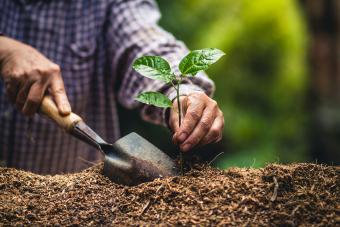 Man planting plant in a garden