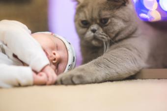 Cat with a sleeping baby