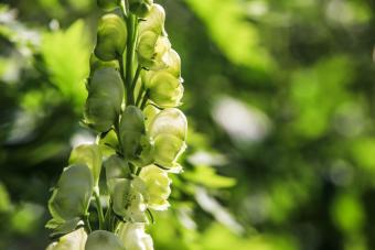 wolfsbane (aconitum)