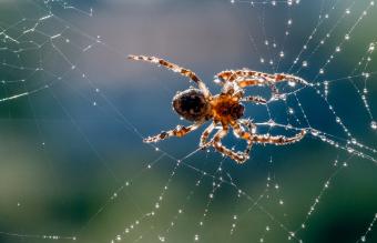 Spider in its silky web