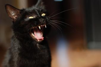 angry black cat