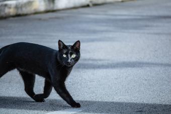 Black Cat On Road