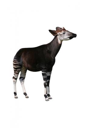 Okapi