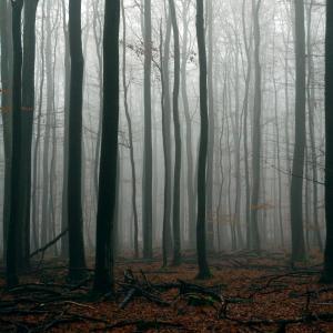 fog in the forest