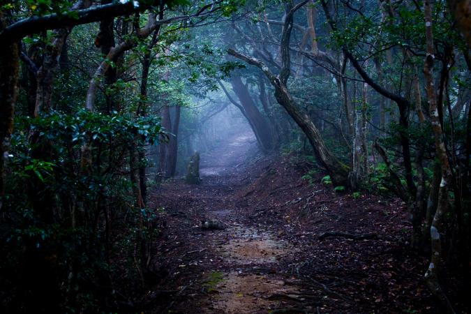 Spooky forest at night