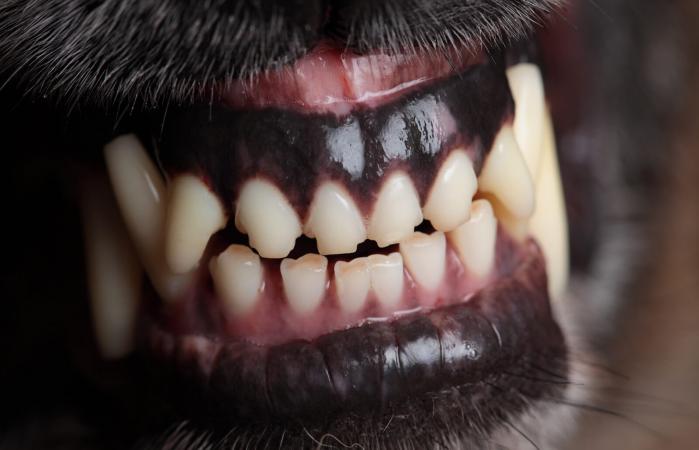 Chupacabra reportedly has canine fangs