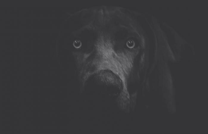 A ghostly image of a Weimaraner