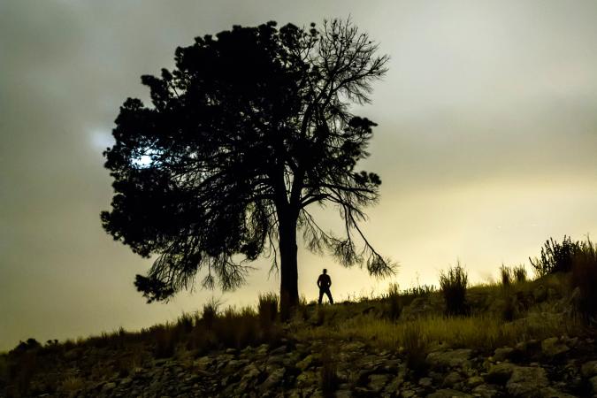 lone figure under tree at dusk