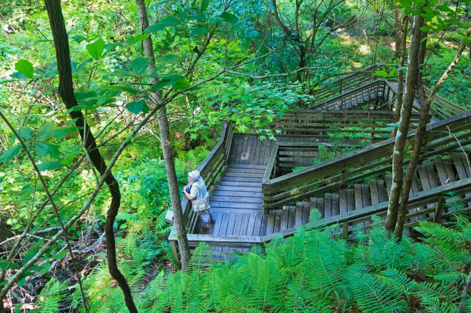 Stairs to sinkhole at Devil's Millhopper