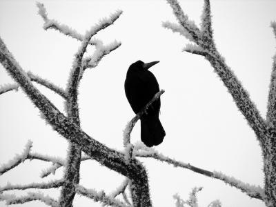 A spooky raven