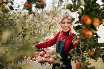 8 Real World Apple Picking Tips for an Orchard Full of Fun