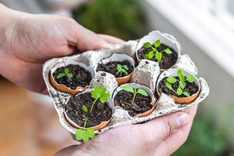 Growing plants on reused eggshells and egg carton