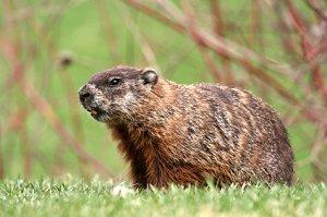 Groundhog1.jpg