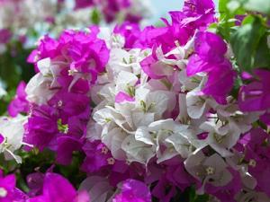 spring flowers