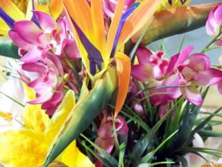 tropical flowers