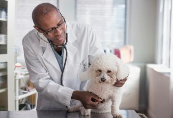Veterinario examinando a perro