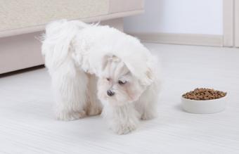 Perro se niega a comer alimentos
