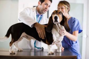 Veterinario examinado a perro