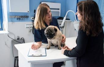 Perro en el veterinario