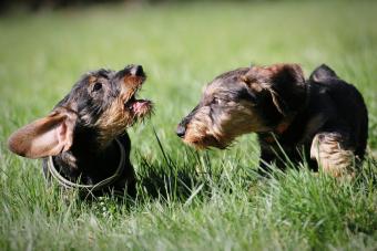 Perros al aire libre