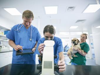 Veterinarios mirando un análisis de sangre