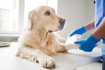 Perro herido en el veterinário
