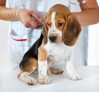 Cachorro recibiendo vacuna