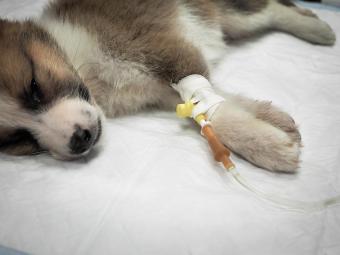 cachorro con intravenosa