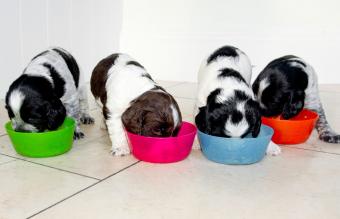 Cocker Spaniel cachorros comiendo
