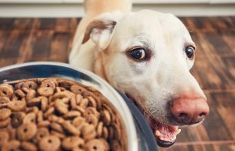 Perro mirando un tazón de comida