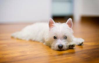 Terrier blanco