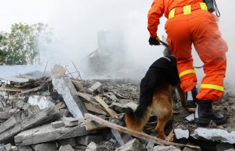 Perro de rescate buscando restos de un edificio