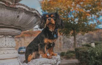 Perro Cavalier King Charles Spaniel